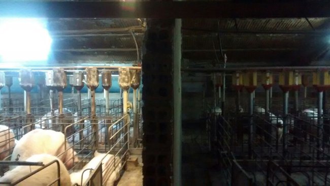 Foto 1. Diferencia de iluminación en la gestación antes y después  de la instalación de un sistema extra de aporte de luz.