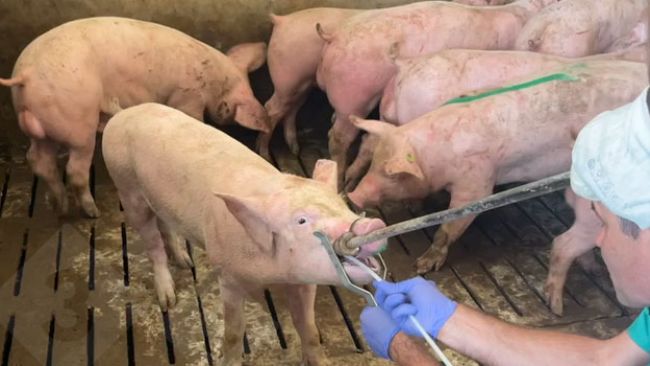 Toma de muestras de frotis tonsilares