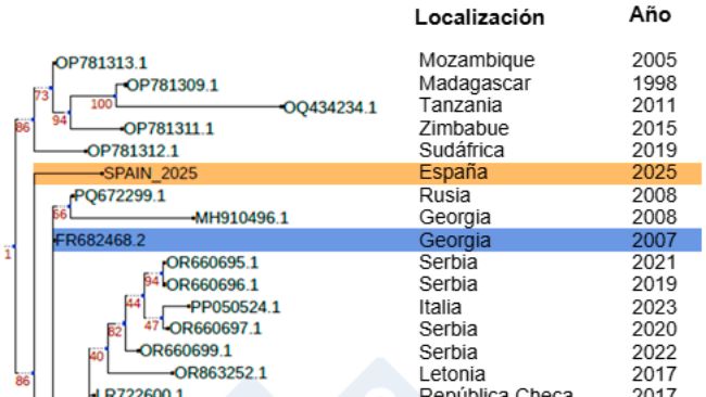 Figura 1. Relaci&oacute;n filogen&eacute;tica de la cepa Sp25 (marcada en naranja) frente a otros aislados de VPPA africanos y europeos tras la introducci&oacute;n de Georgia 2007 (marcada en azul) en Europa. Autor: Dr. Toni Gabald&oacute;n y Marina Marcet-Houben (IRB)
