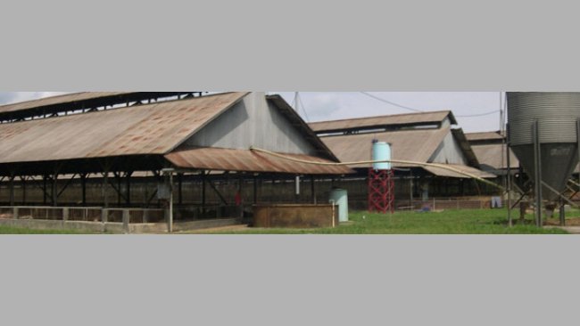 东南亚综合养猪场死亡率陡增