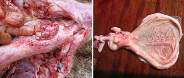 对患病育成猪的解剖，发现咽部淋巴结和膀胱都出现渗血