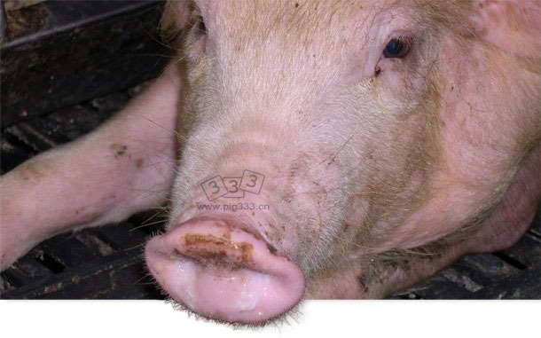 患蓝耳病和猪流感的6周龄断奶仔猪