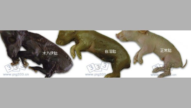 PCV2在出生时导致结果