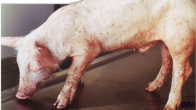 猪圆环病毒相关疾病