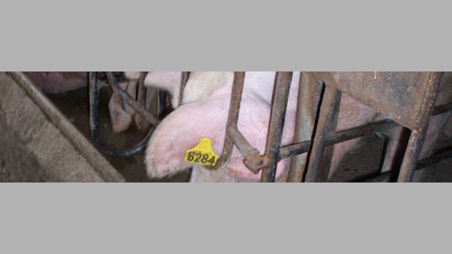 Knowing the sows' age