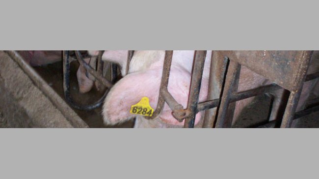 Knowing the sows' age