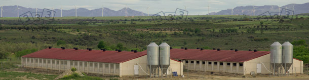 Pig farm