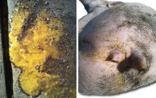 	Yellowish diarrhoeas with the presence of fibrin