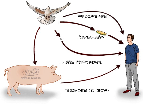 Possible routes of Salmonella spp. transmission from wild birds to humans