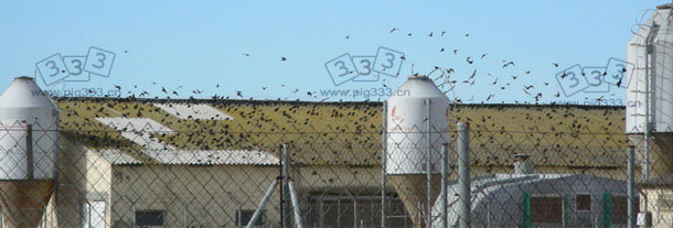 Presence of a great density of birds at a pig farm