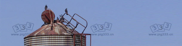 野鸟饲料中沙门氏菌的污染源