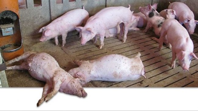 Dead pigs on the farm