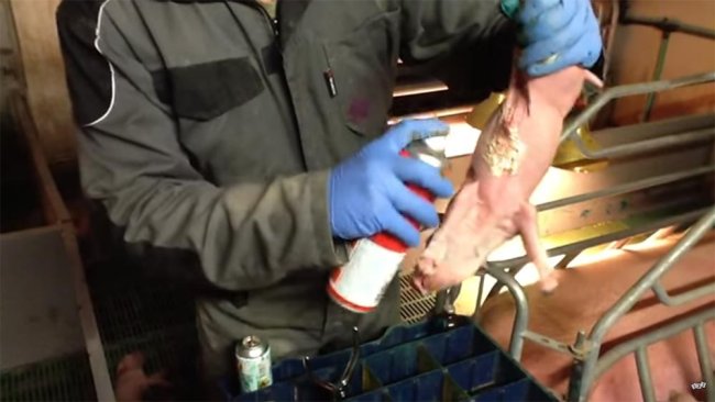 Protecting the nipples with glue