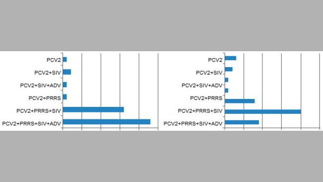 Co-seropositivity in pigs