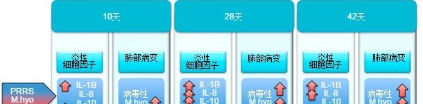 Proinflammatory cytokine levels and lung injury in pigs infected with PRRSv and M. hyopneumoniae
