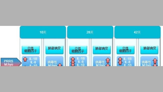 Proinflammatory cytokine levels and lung injury in pigs infected with PRRSv and M. hyopneumoniae