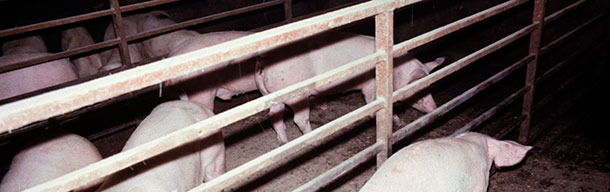 Typical depressed dyspnoeic pig with acute App