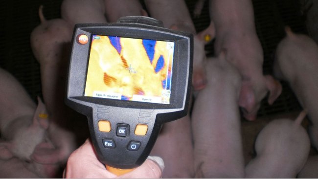利用温度记录法测量猪舍温度：猪场的实用工具