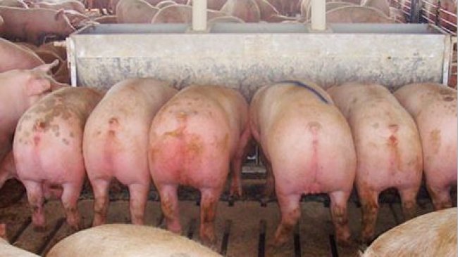 Twelve ‘hole’ 2.13 m (84 in) long double-sided feeder with marked pig (almost 136 kg (300 lb)) destined for removal and sale immediately after the picture was taken.