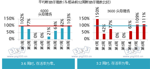 母猪感染后，所有仔猪相继感染。