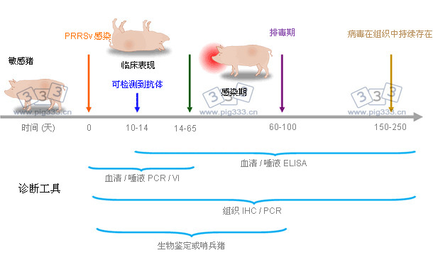 使用诊断工具来检测感染过程中PRRSV的抗原或抗体