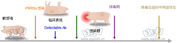 使用诊断工具来检测感染过程中PRRSV的抗原或抗体