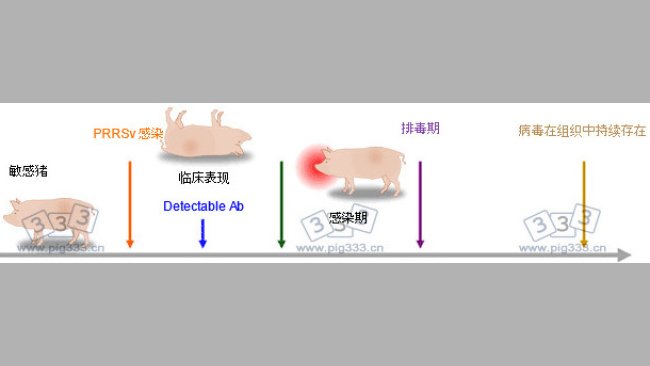 使用诊断工具来检测感染过程中PRRSV的抗原或抗体