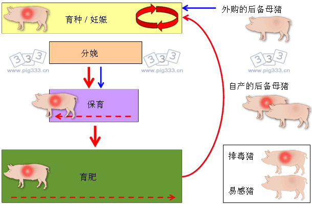 种猪群PRRSV长期感染模式图