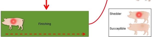 种猪群PRRSV长期感染模式图