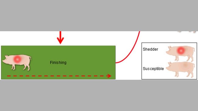 种猪群PRRSV长期感染模式图