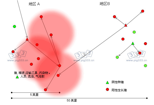 PRRSV新毒株通过地区A传播