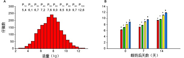 Distribution of the LW of the piglets at the end of the lactation period during 6 consecutive weaning batches (A), and initial classification and evolution of the LW along the pre-starter stage (B).