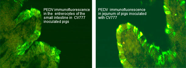 PEDV  immunofluorescence in pigs inoculated with CV777