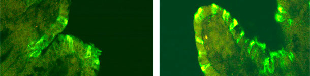 PEDV immunofluorescence in pigs inoculated with CV777