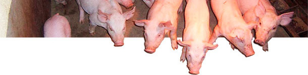 Growth and finisher pig traits are moderately heritable