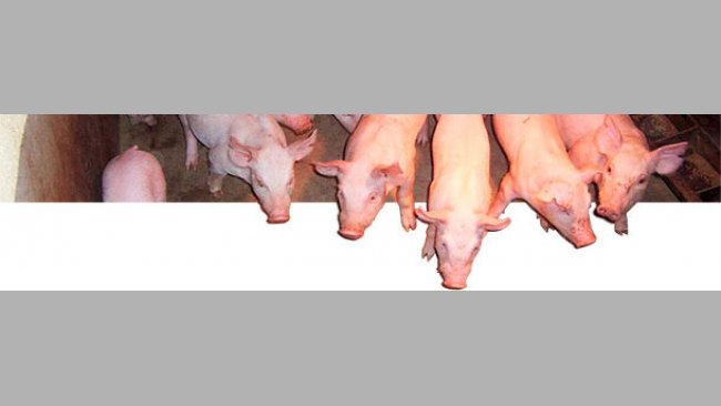 Growth and finisher pig traits are moderately heritable