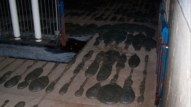 Foam creeping up through slatted flooring.