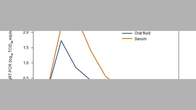 Serum and oral fluid PRRSV qRT-PCR results by post-inoculation week