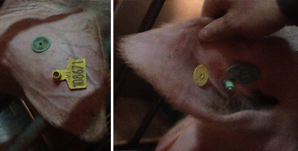 We identify the sow with its final number (ID) in 2 ear tags