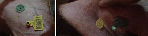 We identify the sow with its final number (ID) in 2 ear tags