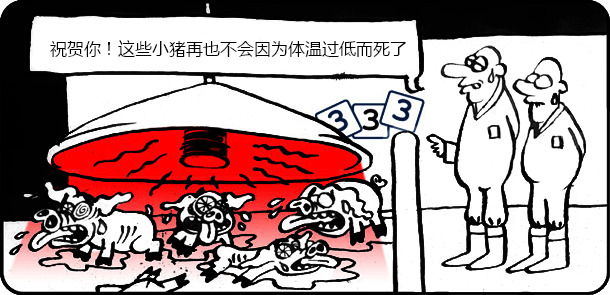 祝贺你！这些小猪再也不会因为体温过低而死了