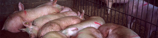 Knowing the age of the replacement gilts by ear tagging them 1