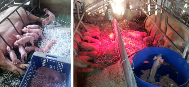 Nests for piglets