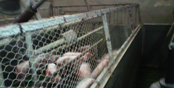 Farrowing crate with the fence and the early weaned piglets