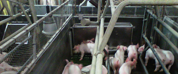 Farrowing crate with the fence and the early weaned piglets