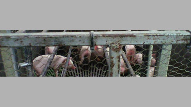 Farrowing crate with the fence and the early weaned piglets