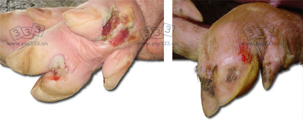 Lameness and foot lesions in finisher pigs.