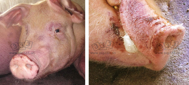 Snout lesions and nasal discharge in sows