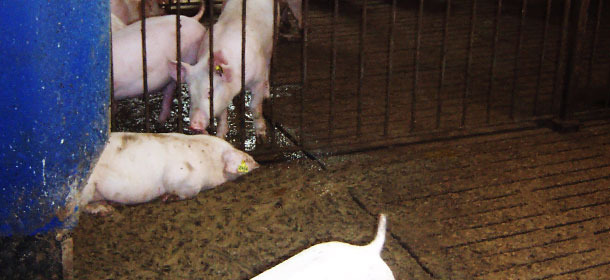 Micro sprinklers soak periodically the area where we want the pigs to defecate.