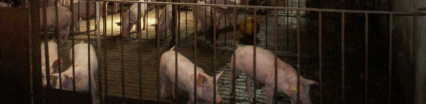 Micro sprinklers soak periodically the area where we want the pigs to defecate.